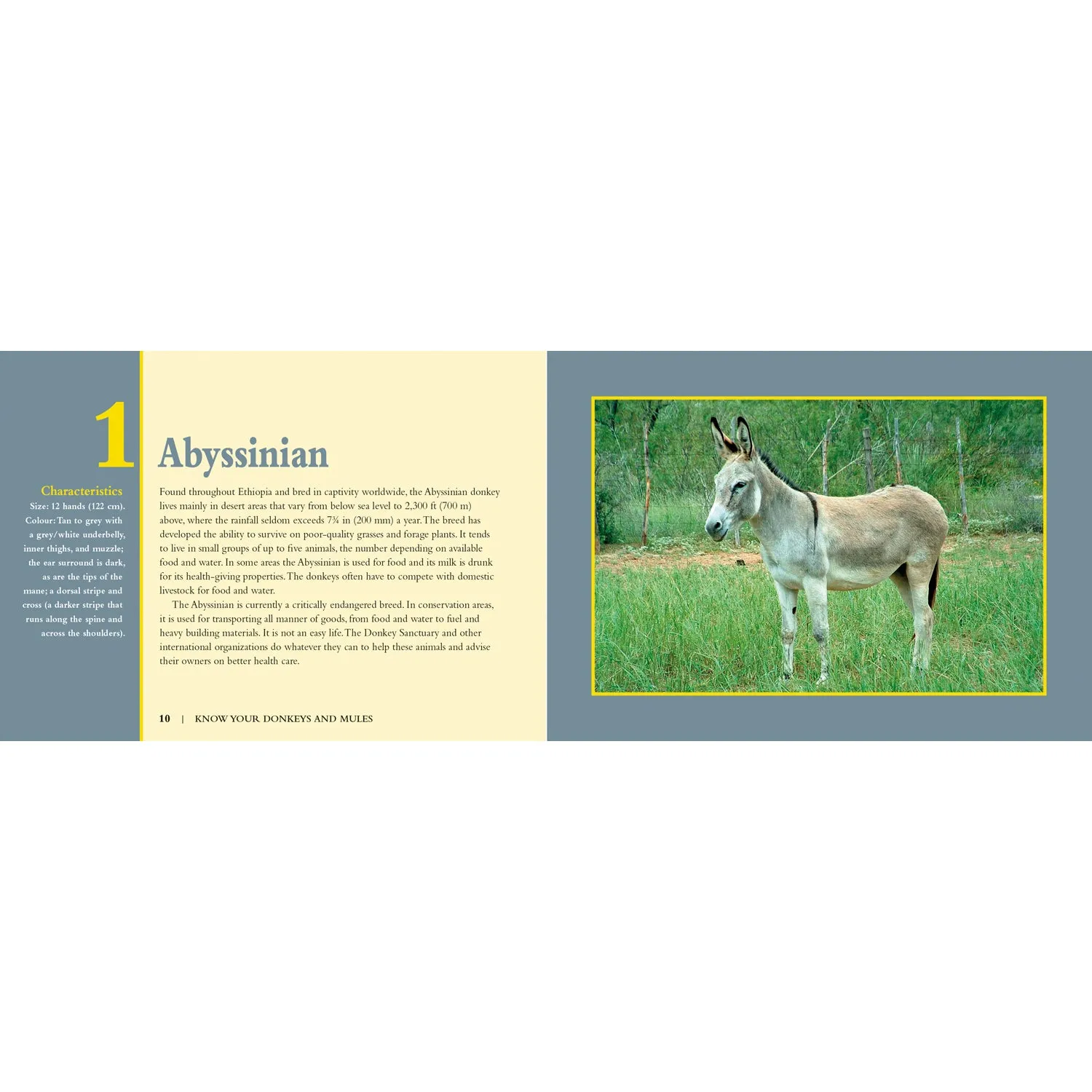 Know Your Donkeys & Mules Book by Jack Byard 9781912158560