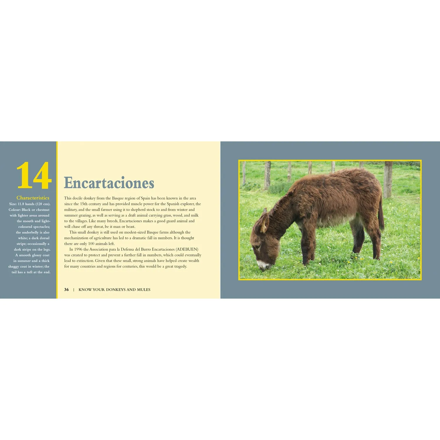 Know Your Donkeys & Mules Book by Jack Byard 9781912158560